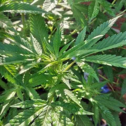 LARRY OG growlog photo: Growing nicely