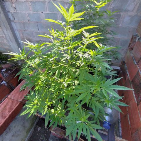 LARRY OG growlog photo: Growing nicely