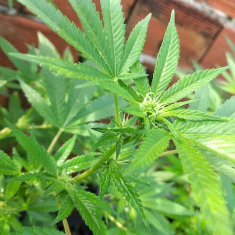LARRY OG growlog photo: Buds growing bigger ...leaves begins to frost