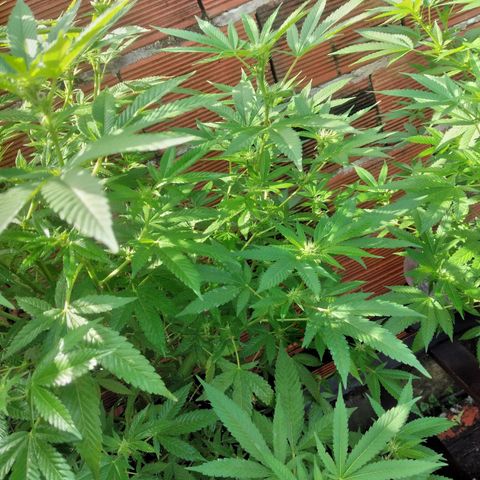 LARRY OG growlog photo: Buds growing bigger ...leaves begins to frost