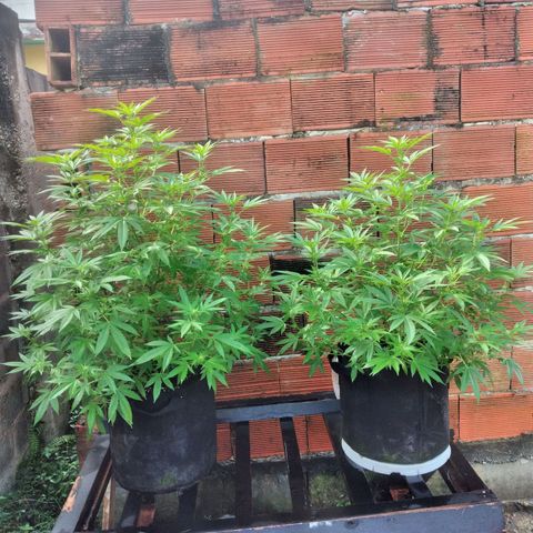 LARRY OG growlog photo: Buds growing bigger ...leaves begins to frost