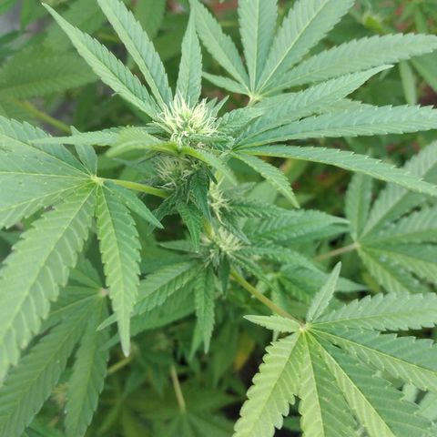 LARRY OG growlog photo: Buds forming nicely ...some fan leaves 🍃 turning yellow....some pistils turning pinkish red