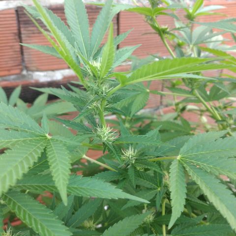 LARRY OG growlog photo: Buds forming nicely ...some fan leaves 🍃 turning yellow....some pistils turning pinkish red