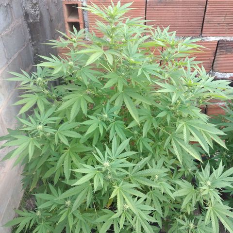 LARRY OG growlog photo: Buds forming nicely ...some fan leaves 🍃 turning yellow....some pistils turning pinkish red