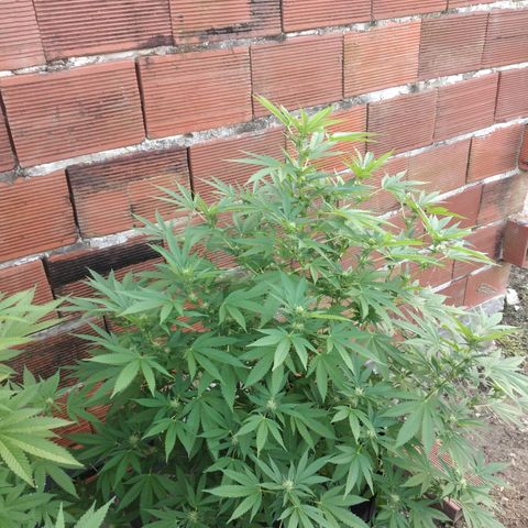 LARRY OG growlog photo: Buds forming nicely ...some fan leaves 🍃 turning yellow....some pistils turning pinkish red