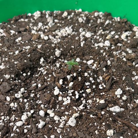 Ogkz growlog timeline photo