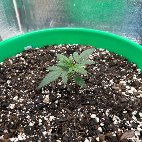 Ogkz growlog timeline photo