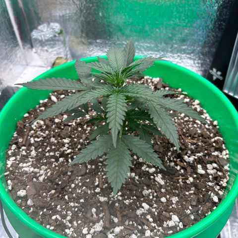 Ogkz growlog timeline photo