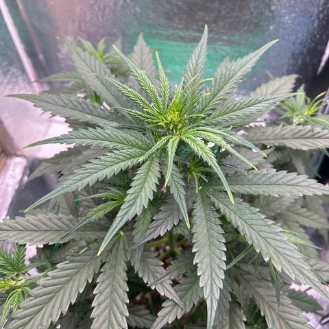 Ogkz growlog timeline photo