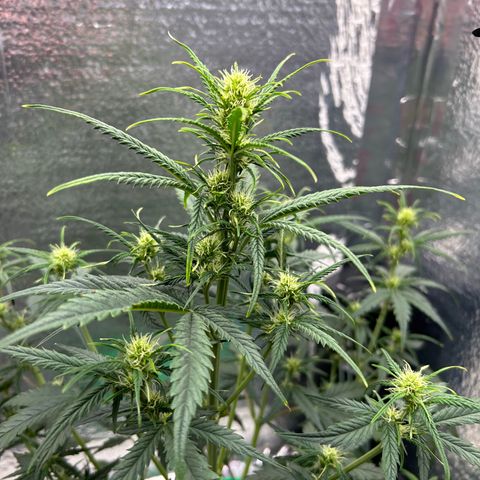 Ogkz growlog timeline photo