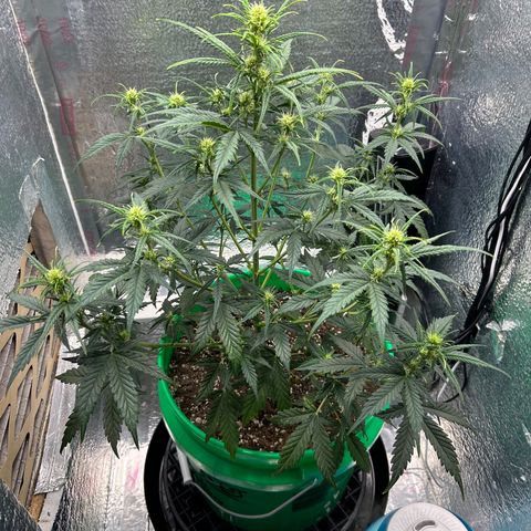 Ogkz growlog timeline photo