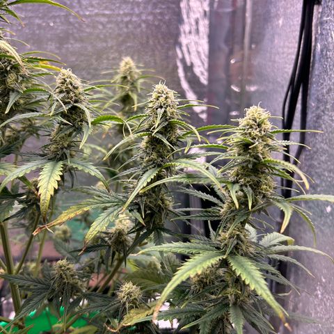 Ogkz growlog timeline photo