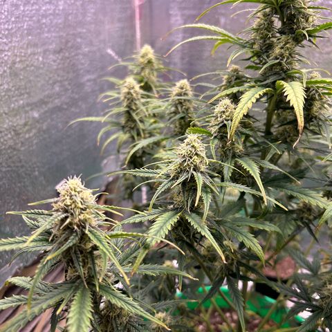 Ogkz growlog timeline photo