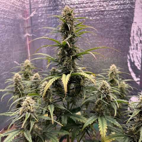 Ogkz growlog timeline photo