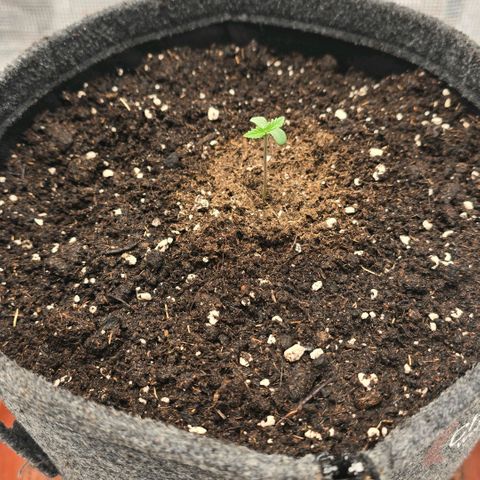 Lou growlog timeline photo