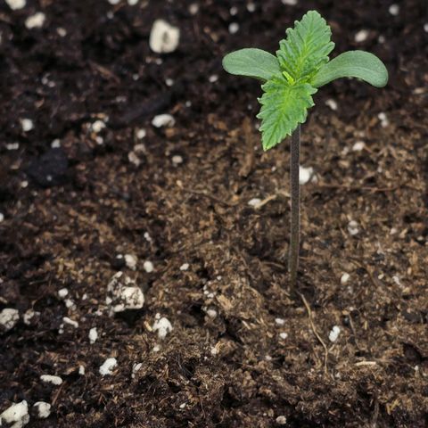 Lou growlog timeline photo