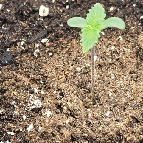 Lou growlog timeline photo