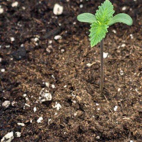 Lou growlog timeline photo
