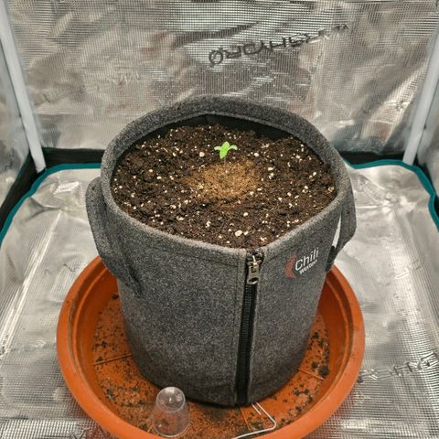 Lou growlog timeline photo