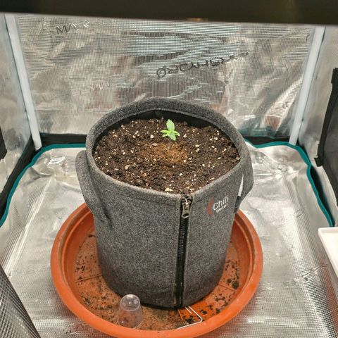 Lou growlog timeline photo