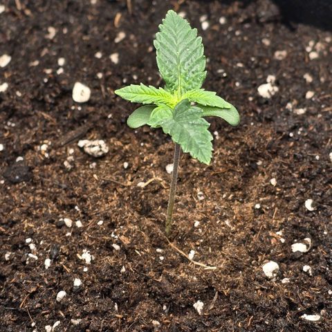 Lou growlog timeline photo