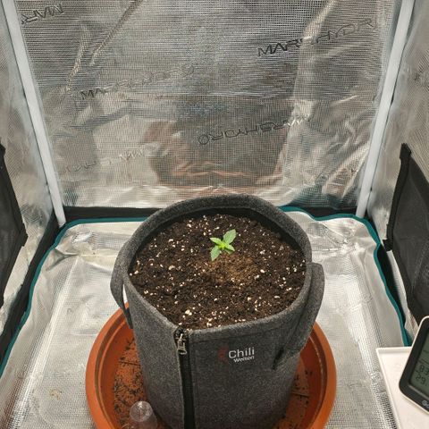 Lou growlog timeline photo