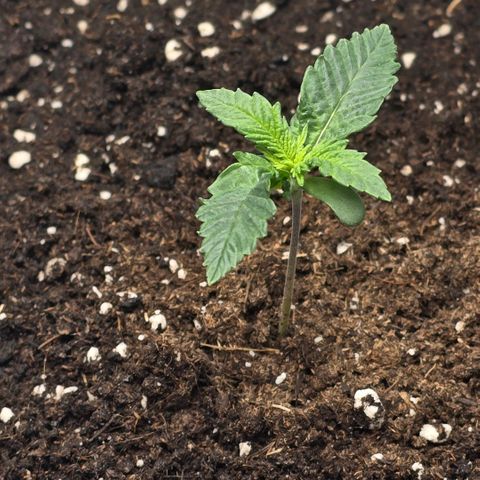 Lou growlog timeline photo