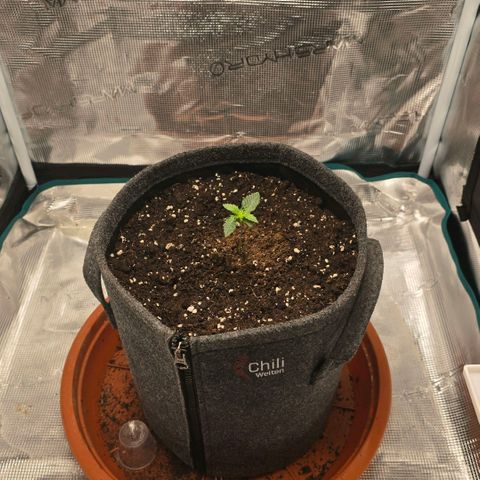 Lou growlog timeline photo