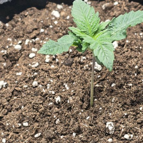 Lou growlog timeline photo