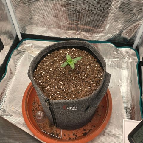 Lou growlog timeline photo