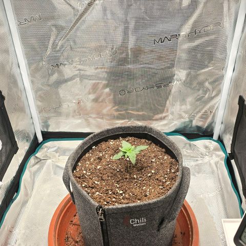 Lou growlog timeline photo