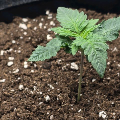 Lou growlog timeline photo