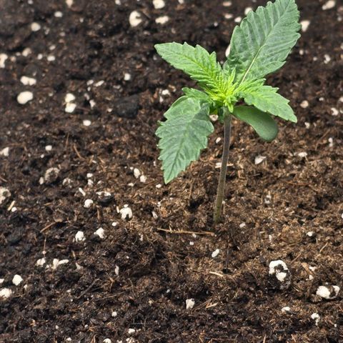 Lou growlog timeline photo
