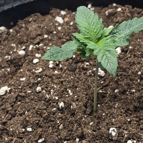 Lou growlog timeline photo