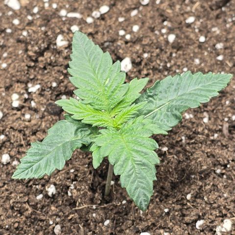 Lou growlog timeline photo