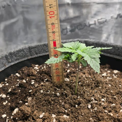 Lou growlog timeline photo