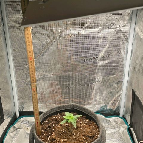 Lou growlog timeline photo