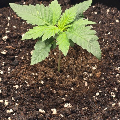 Lou growlog timeline photo