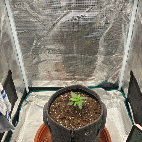 Lou growlog timeline photo