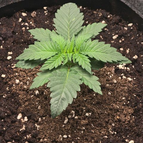 Lou growlog timeline photo