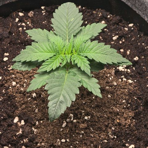 Lou growlog timeline photo