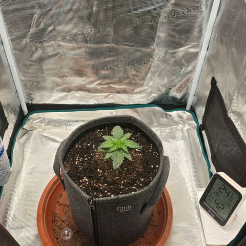 Lou growlog timeline photo