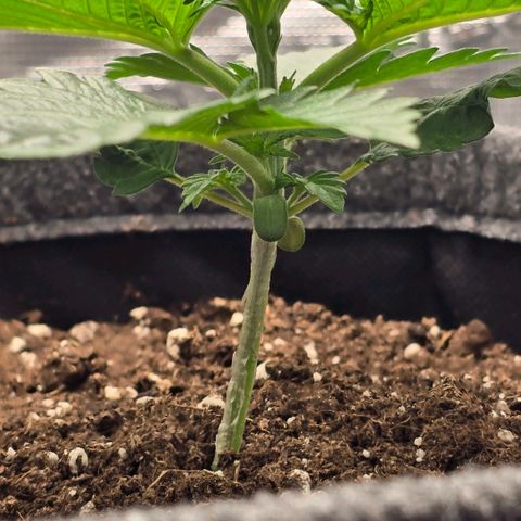 Lou growlog timeline photo