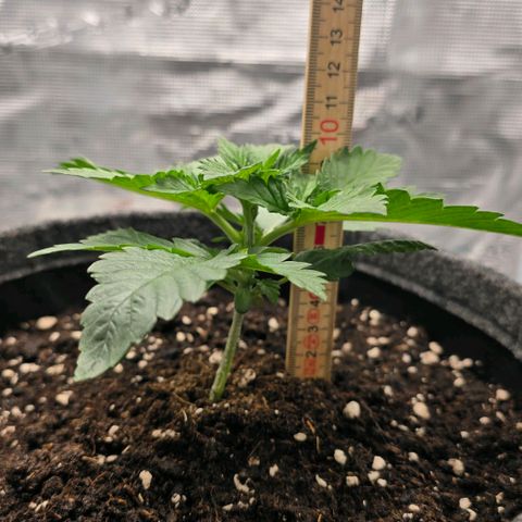 Lou growlog timeline photo