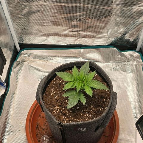 Lou growlog timeline photo