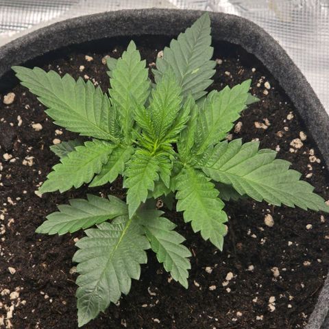 Lou growlog timeline photo