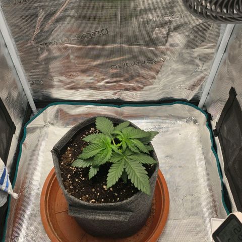 Lou growlog timeline photo