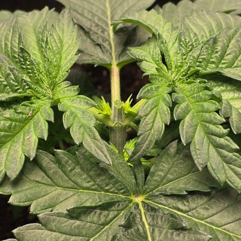 Lou growlog timeline photo