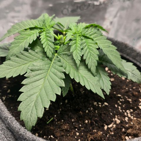 Lou growlog timeline photo