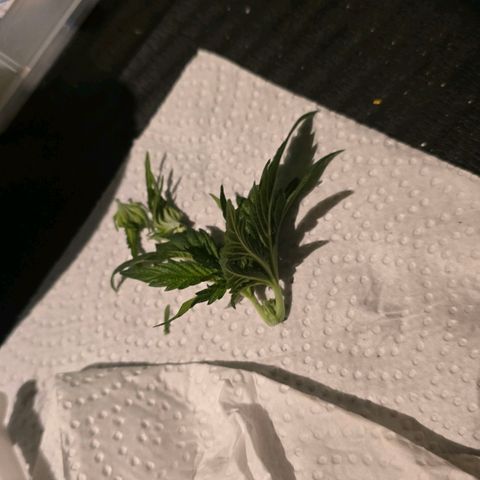 Lou growlog timeline photo